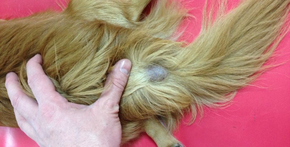 37++ Violsche druese hund bilder , Viol´sche Drüse Tierarztpraxis im Koelle Zoo